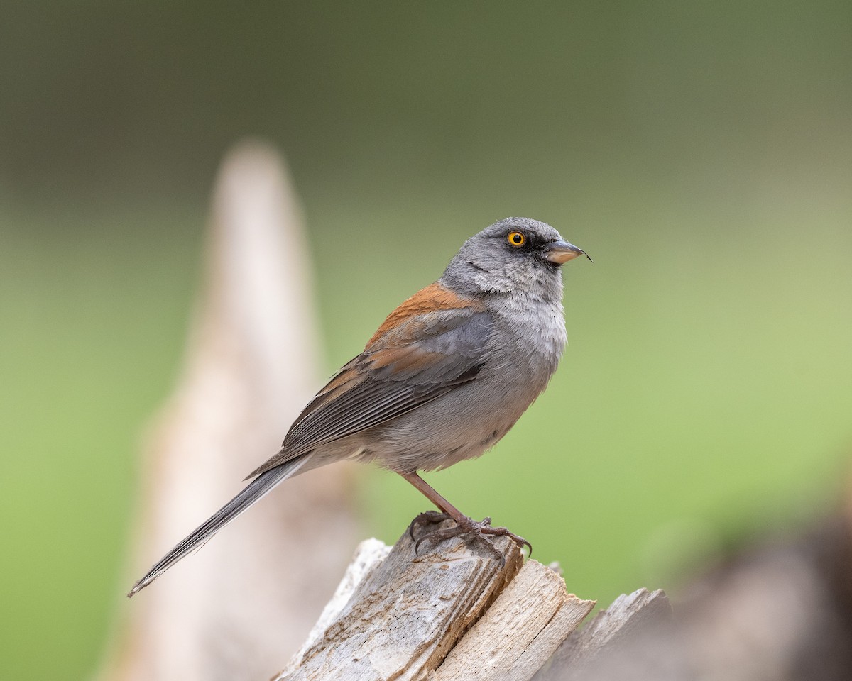 Yellow-eyed Junco - ML620414927