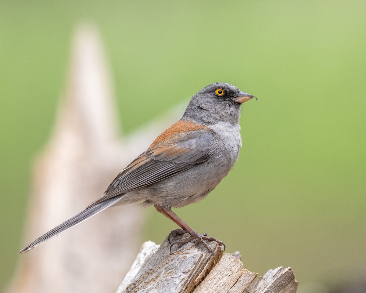 Yellow-eyed Junco - ML620414930