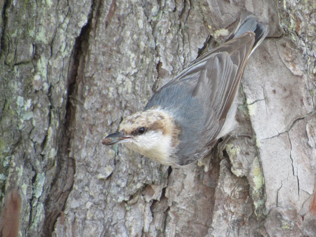 Brown-headed Nuthatch - ML620414960