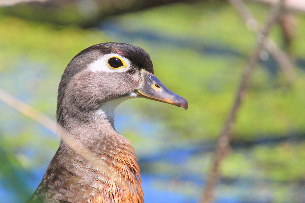 Canard branchu - ML620414970