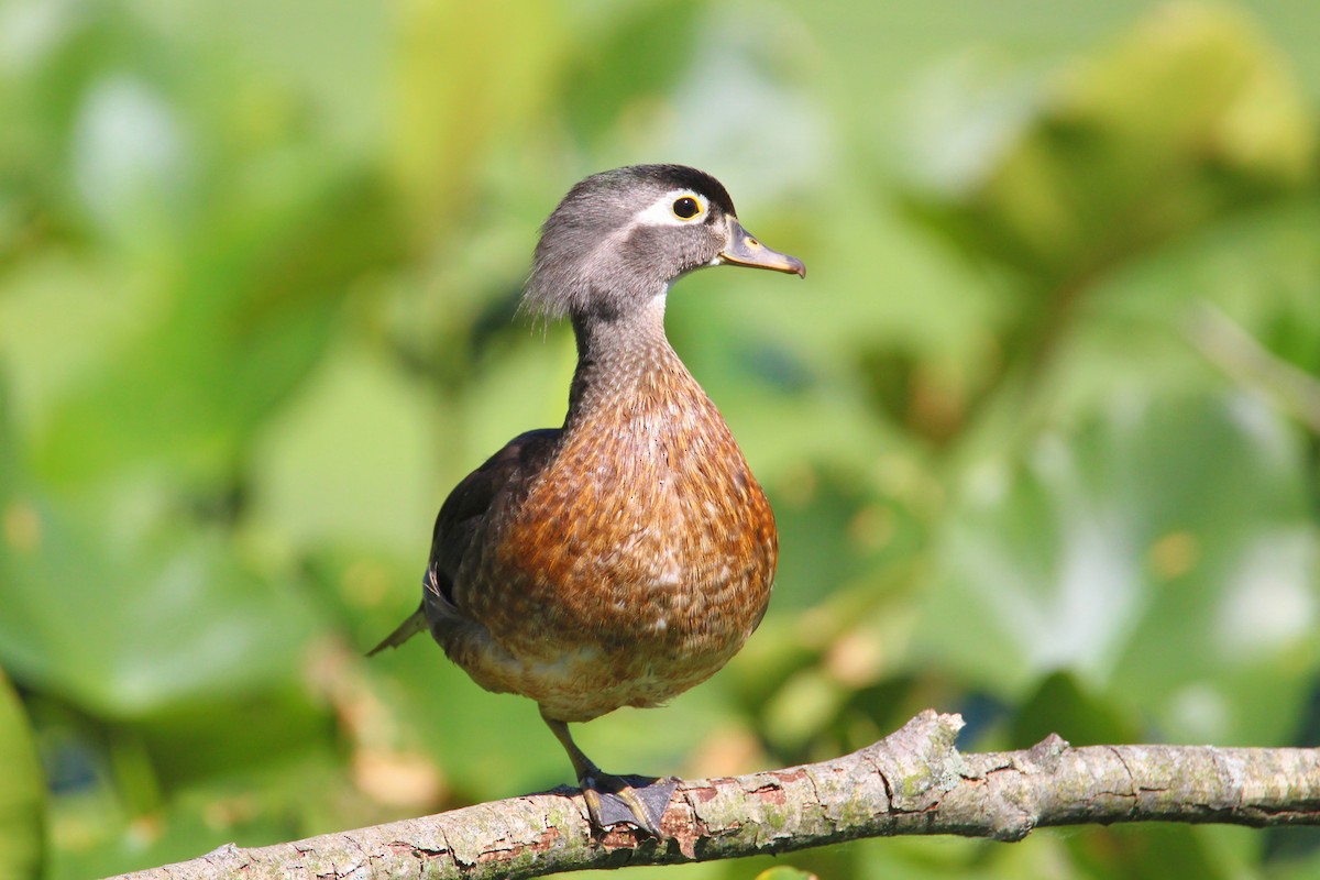 Wood Duck - ML620414972