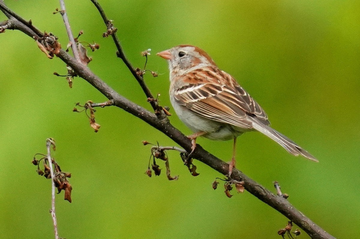 Field Sparrow - Dennis Mersky