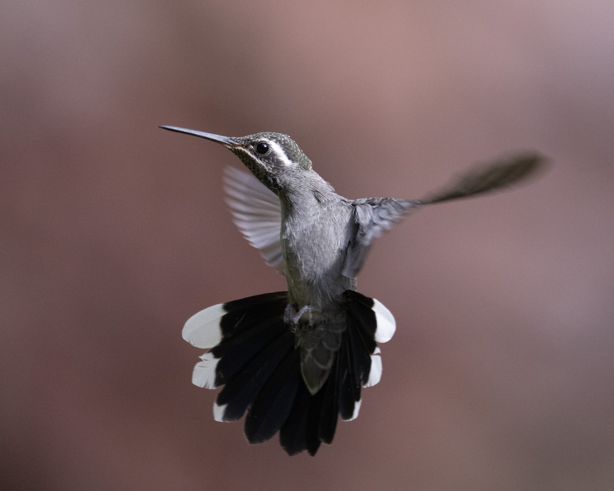 kolibřík blankytohrdlý - ML620414988