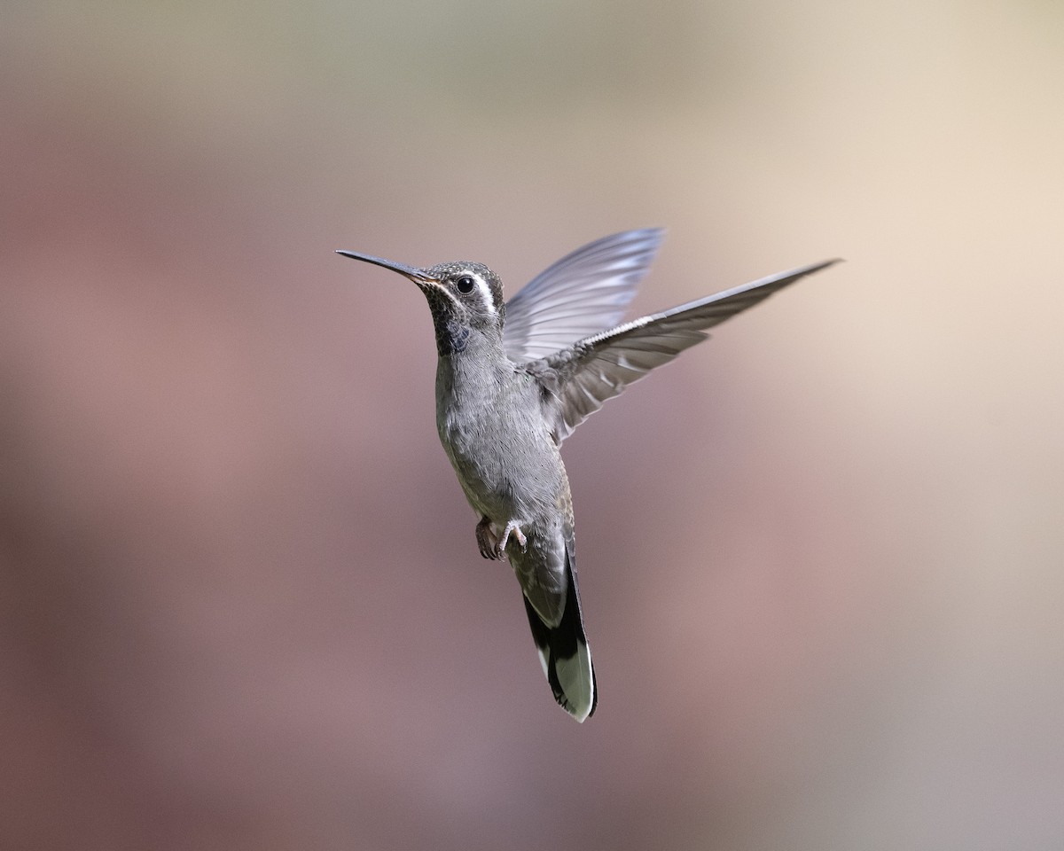 kolibřík blankytohrdlý - ML620414992