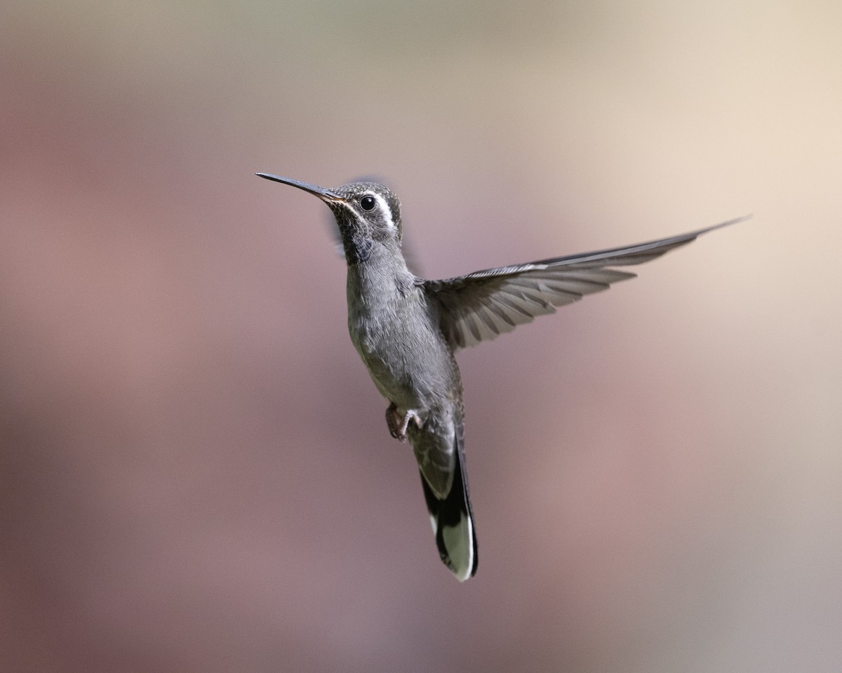kolibřík blankytohrdlý - ML620414993
