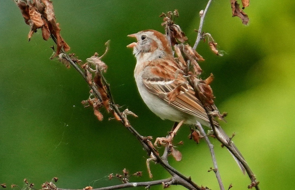 Field Sparrow - ML620414994