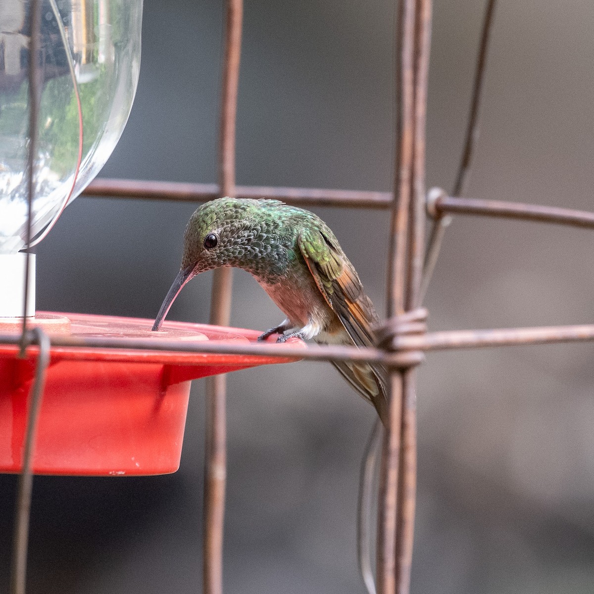 kolibřík mexický - ML620414996