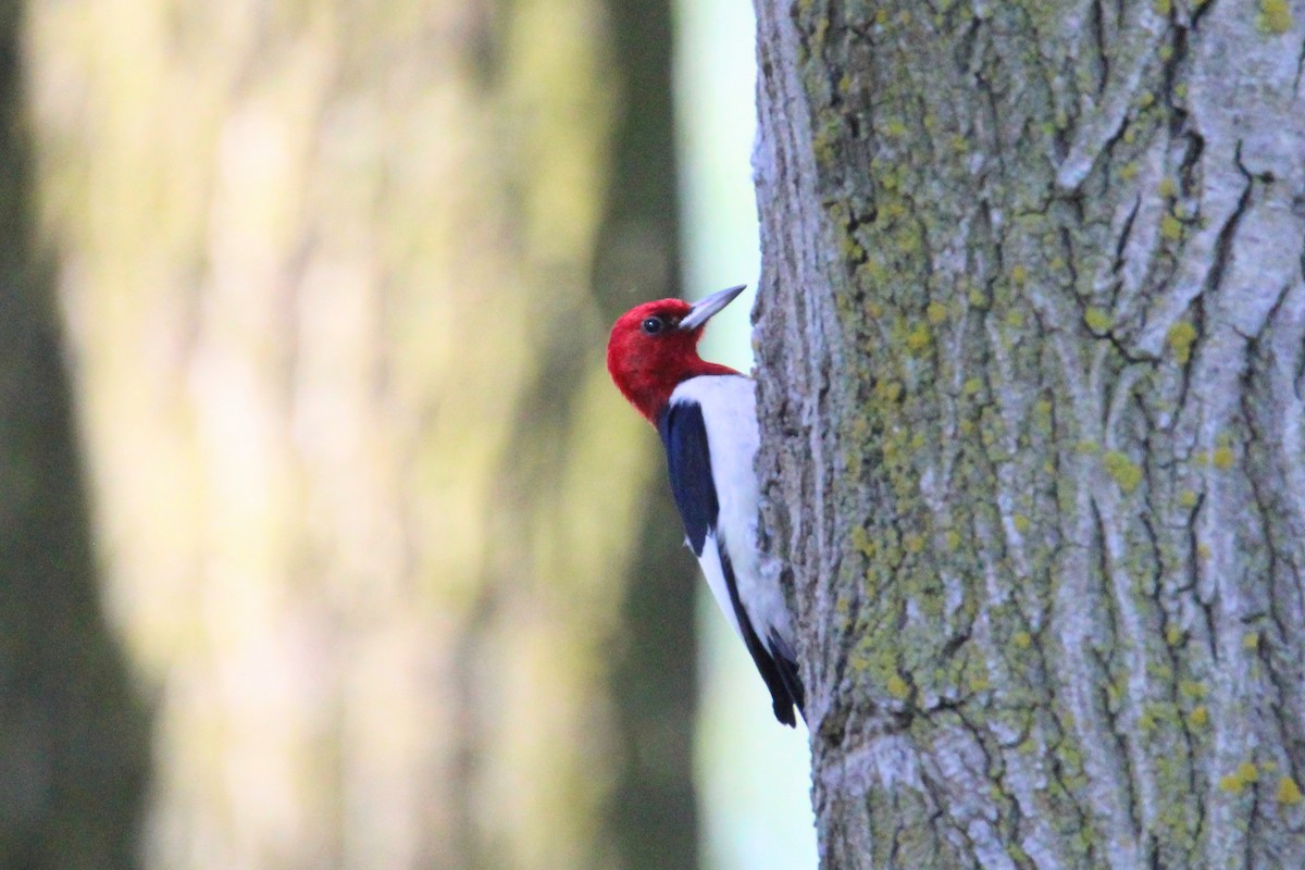 Red-headed Woodpecker - ML620414998