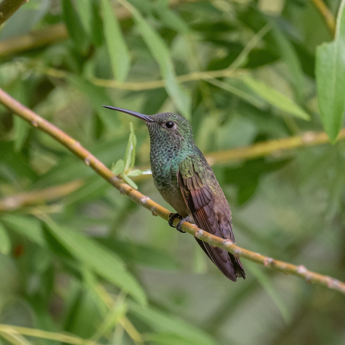 Berylline Hummingbird - ML620415003