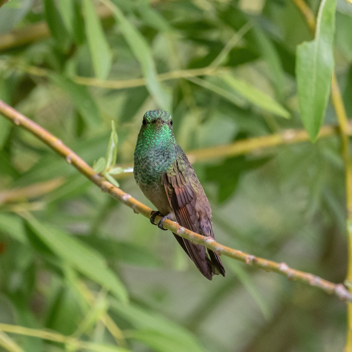 kolibřík mexický - ML620415004