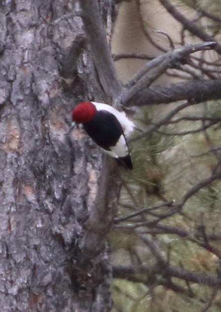 Red-headed Woodpecker - ML620415006