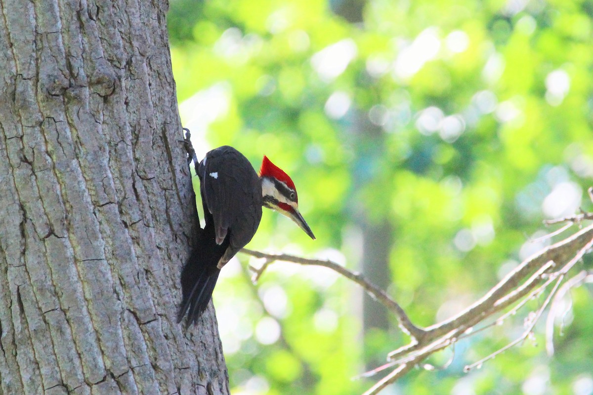 Pileated Woodpecker - ML620415007