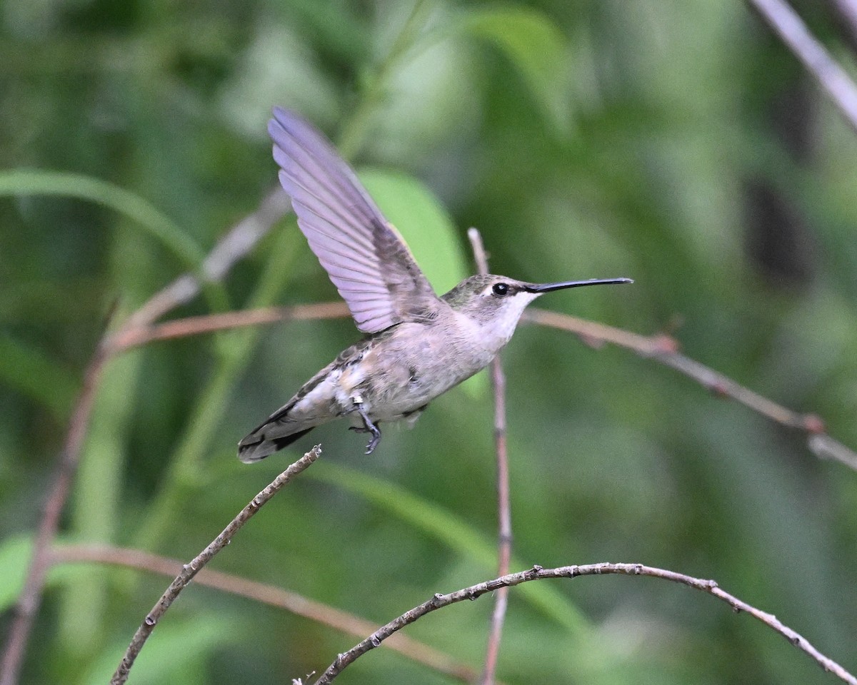 Black-chinned Hummingbird - ML620415009