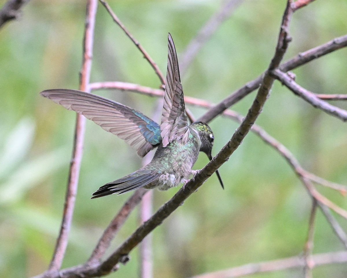 Rivoli's Hummingbird - ML620415016