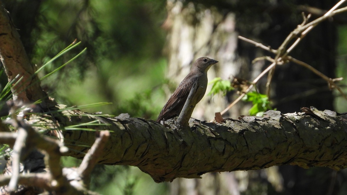 Brown-headed Cowbird - ML620415018