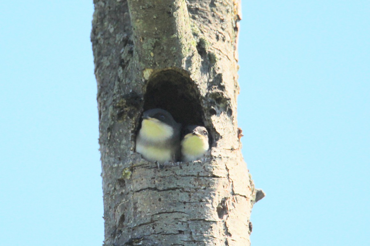 Tree Swallow - ML620415020