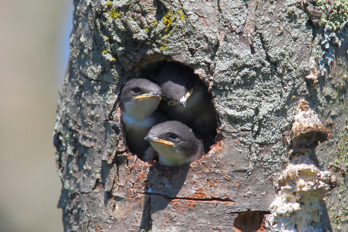 Golondrina Bicolor - ML620415022