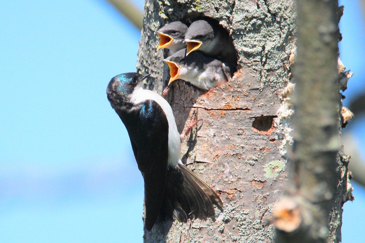 Golondrina Bicolor - ML620415023