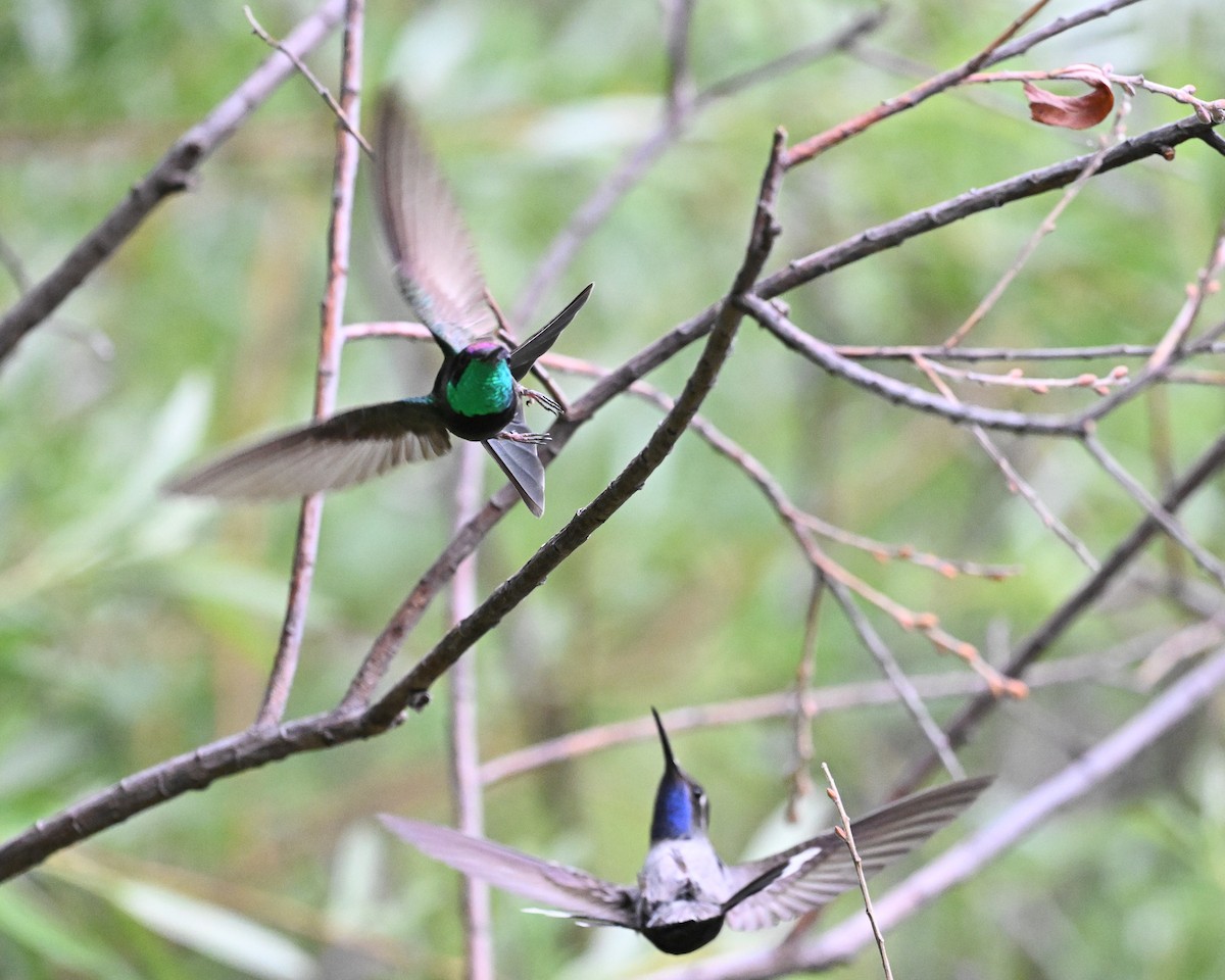 Violettkron-Brillantkolibri - ML620415024