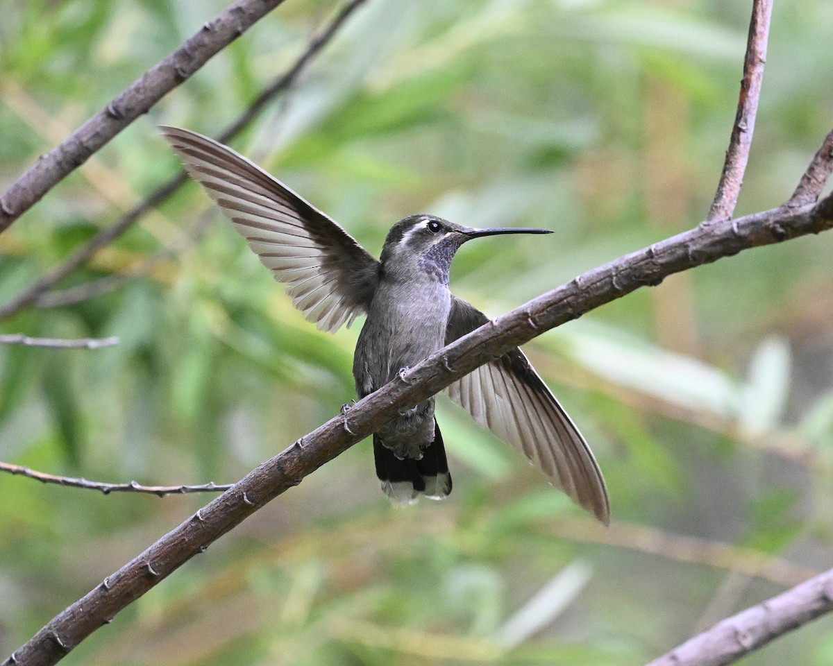 Colibrí Gorjiazul - ML620415032