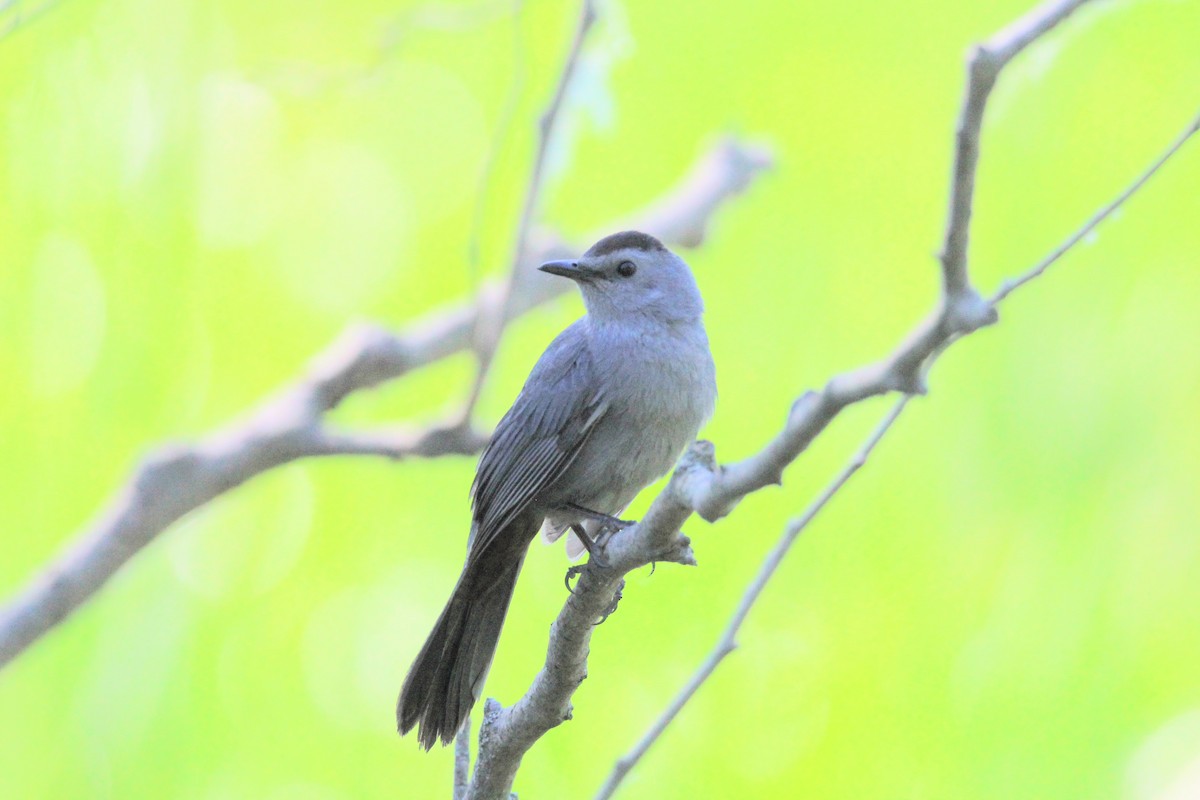 Pájaro Gato Gris - ML620415033