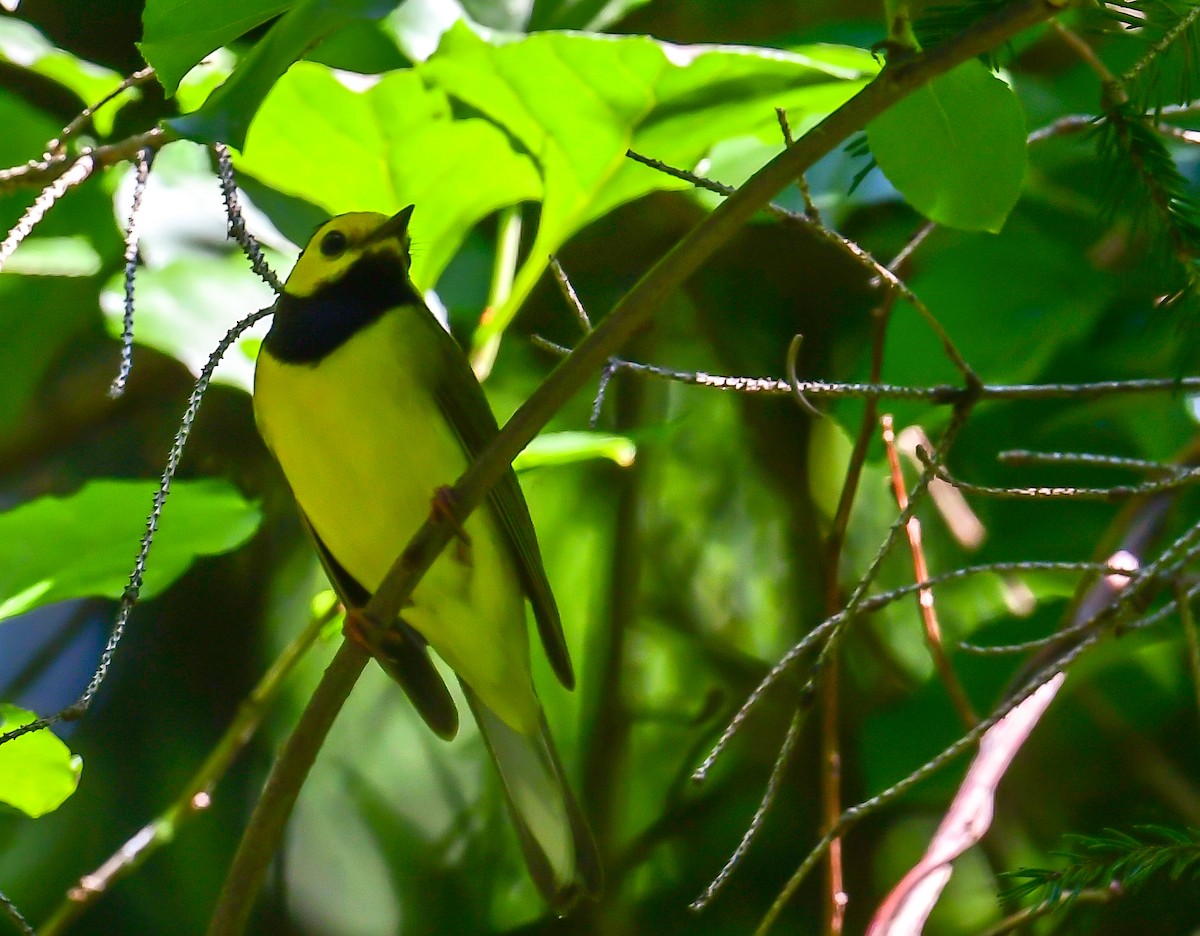 Hooded Warbler - ML620415034