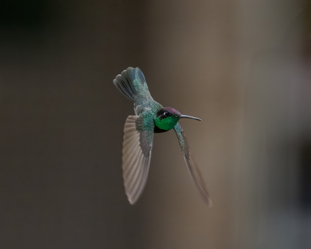 kolibřík skvostný - ML620415036