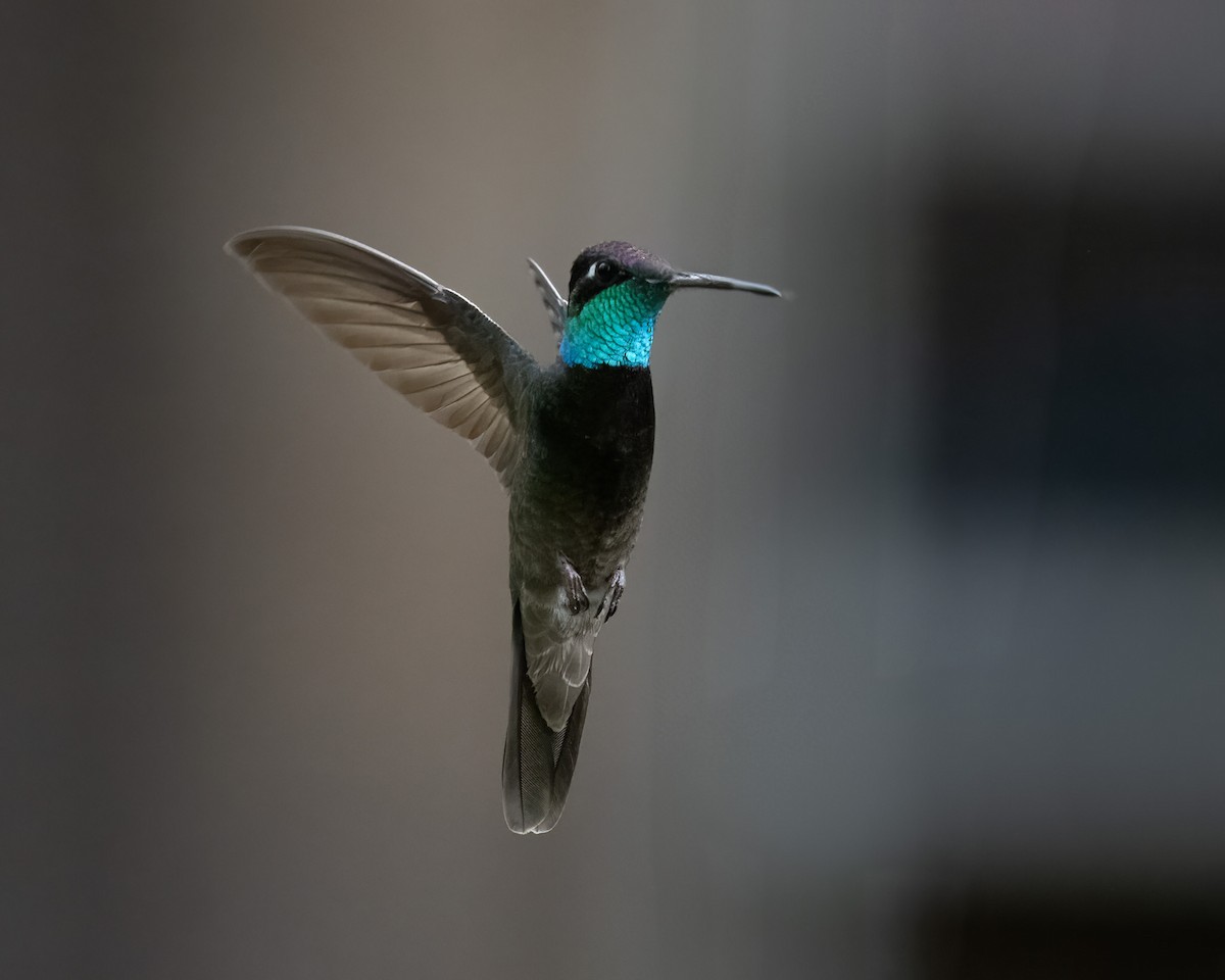 Rivoli's Hummingbird - ML620415038