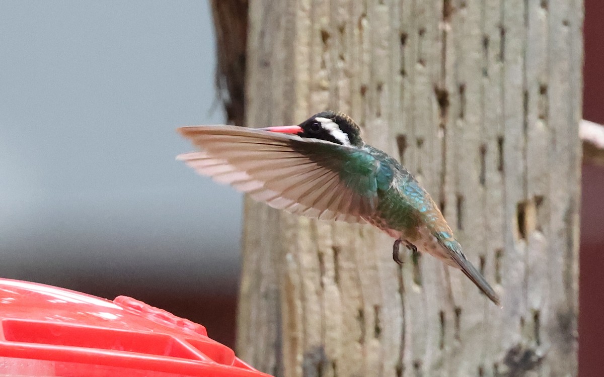 White-eared Hummingbird - ML620415048