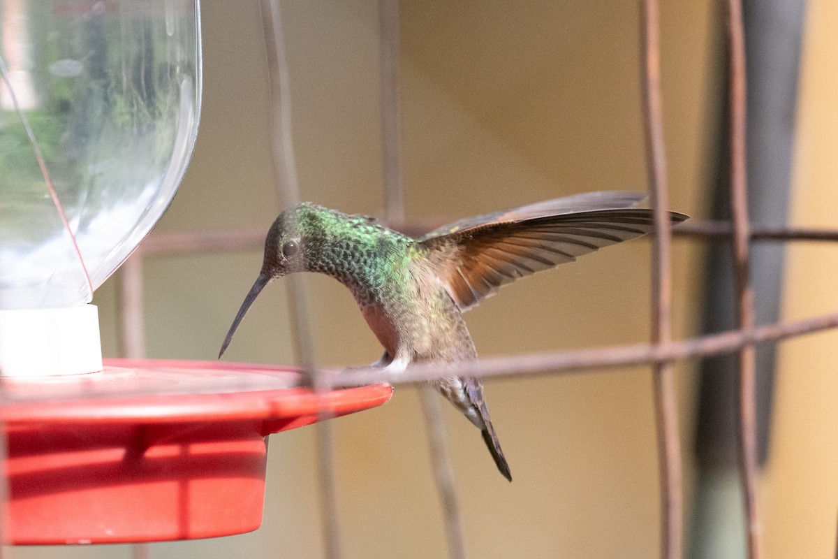 kolibřík mexický - ML620415051