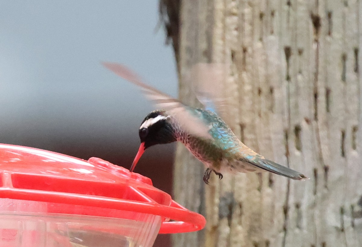 kolibřík bělouchý - ML620415054