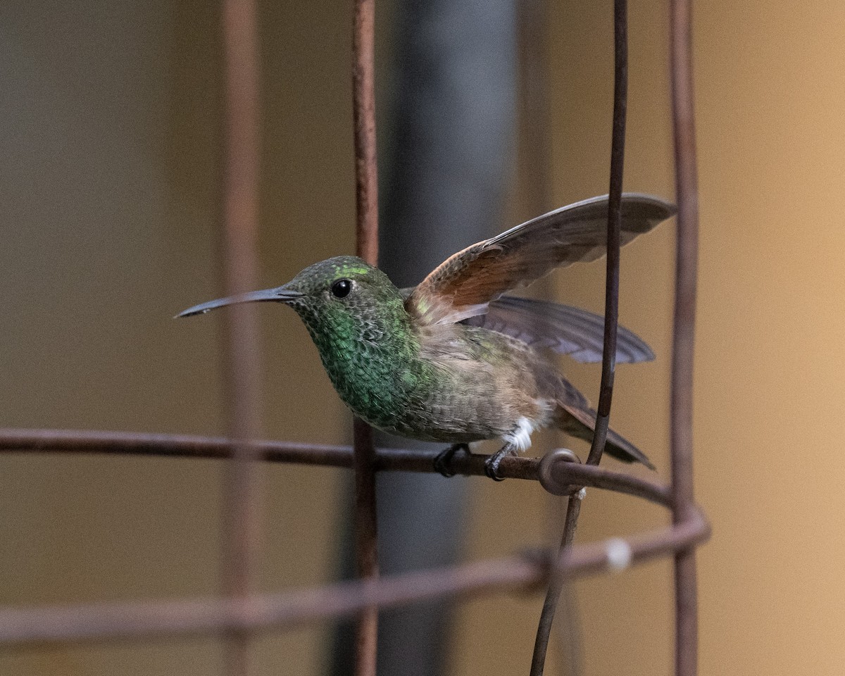 kolibřík mexický - ML620415058