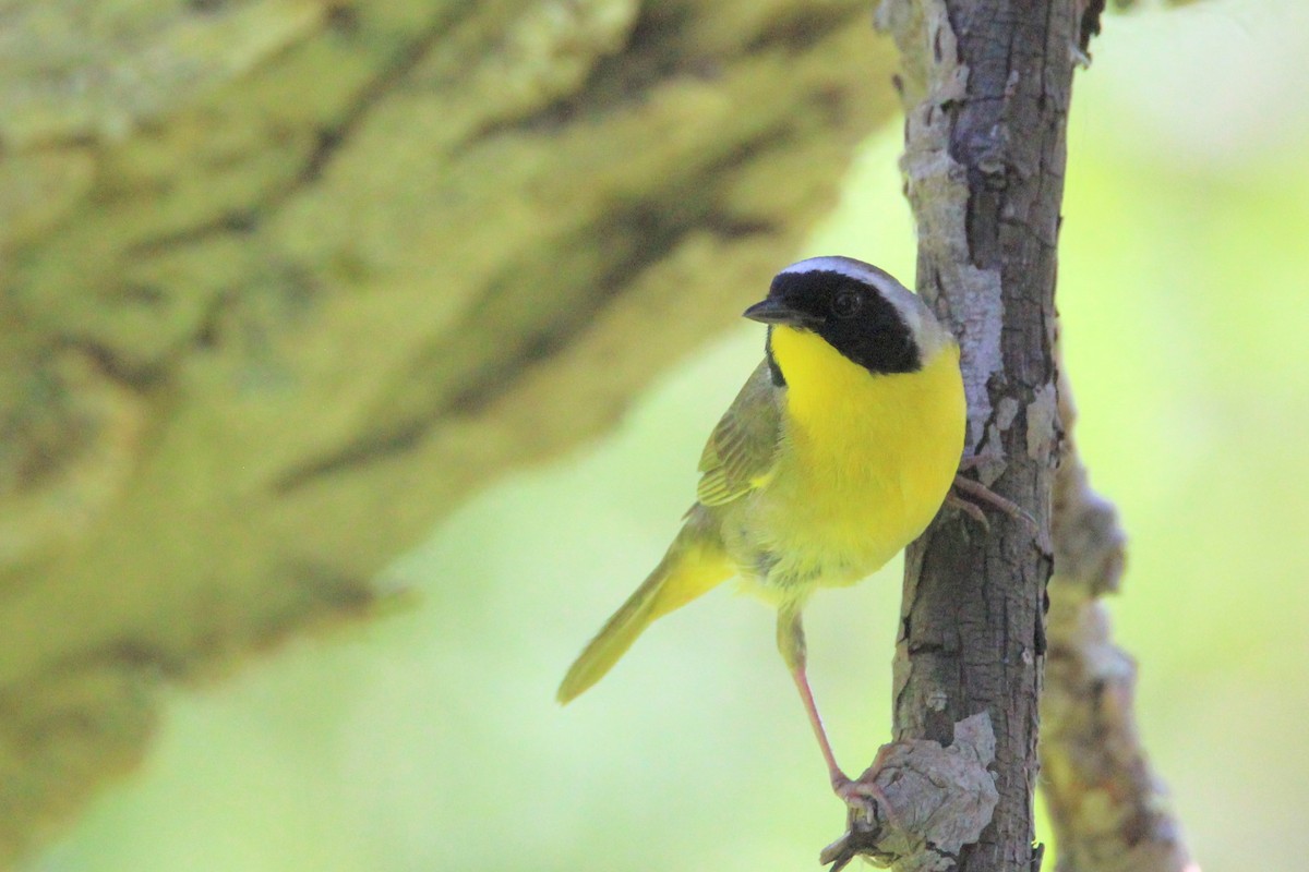 Common Yellowthroat - ML620415059