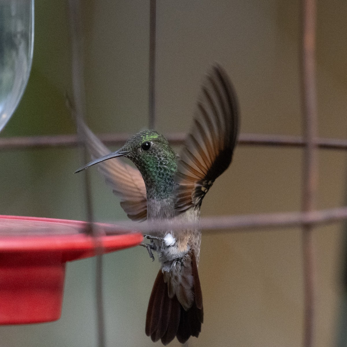 kolibřík mexický - ML620415060