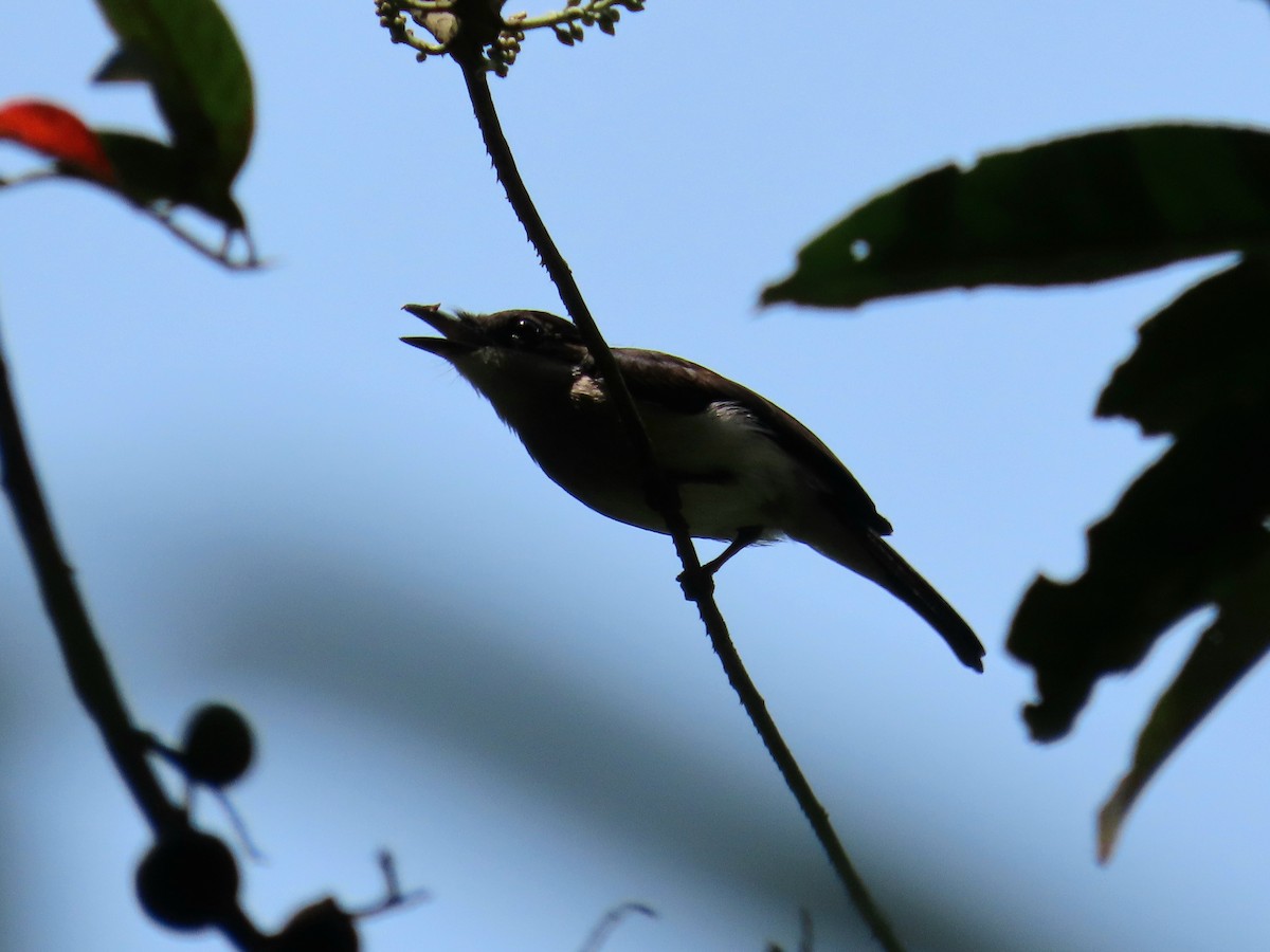 Black-winged Flycatcher-shrike - ML620415068