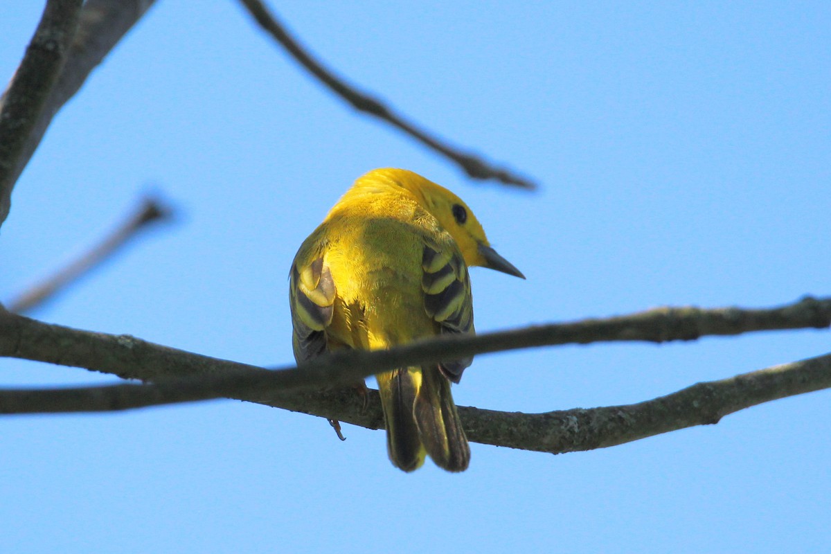 Paruline jaune - ML620415069