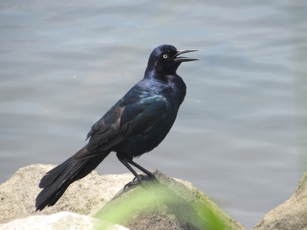 Boat-tailed Grackle - ML620415081