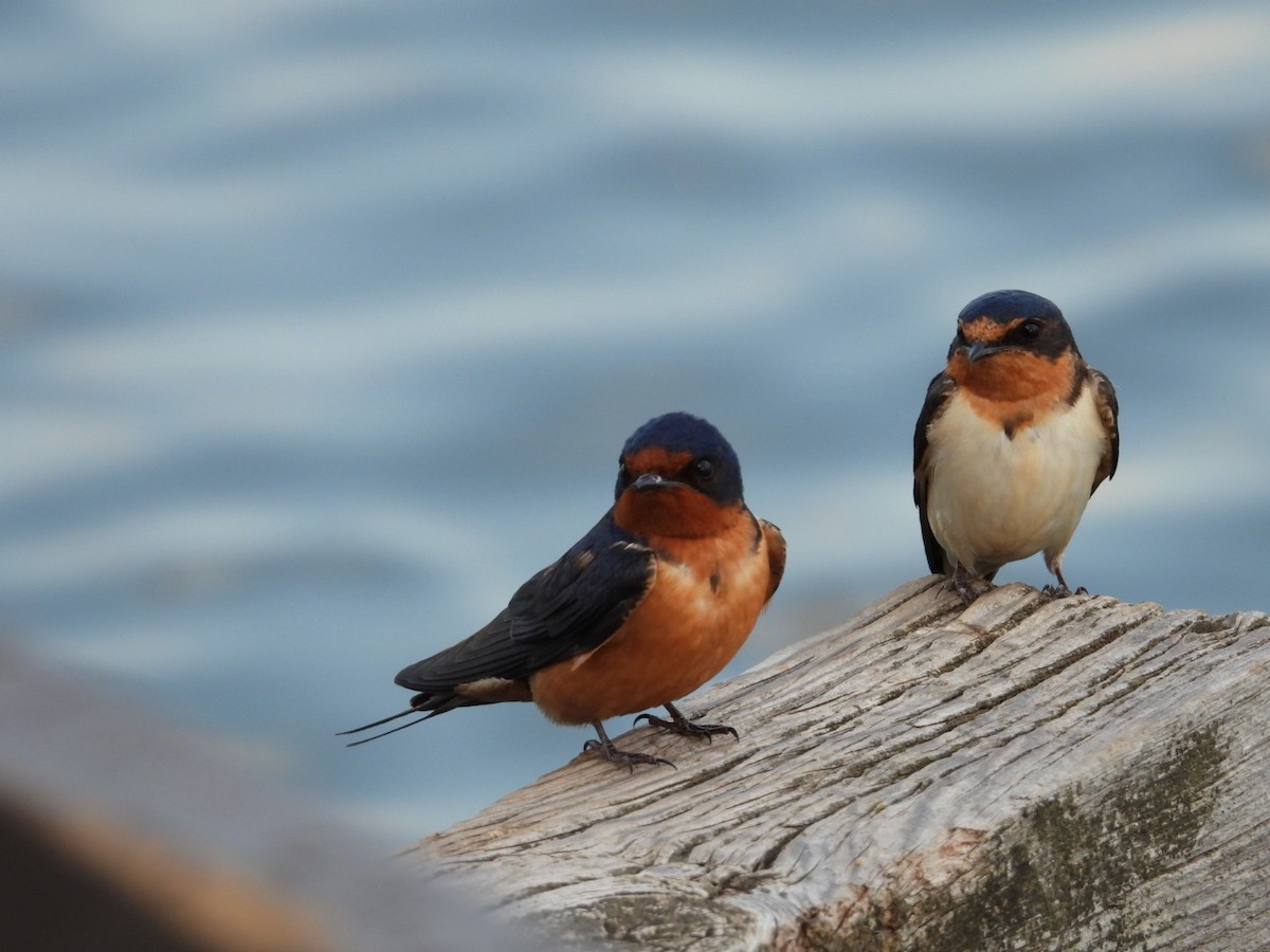 Barn Swallow - ML620415082