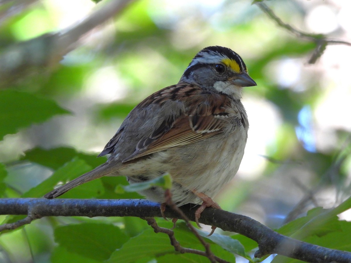 White-throated Sparrow - ML620415085