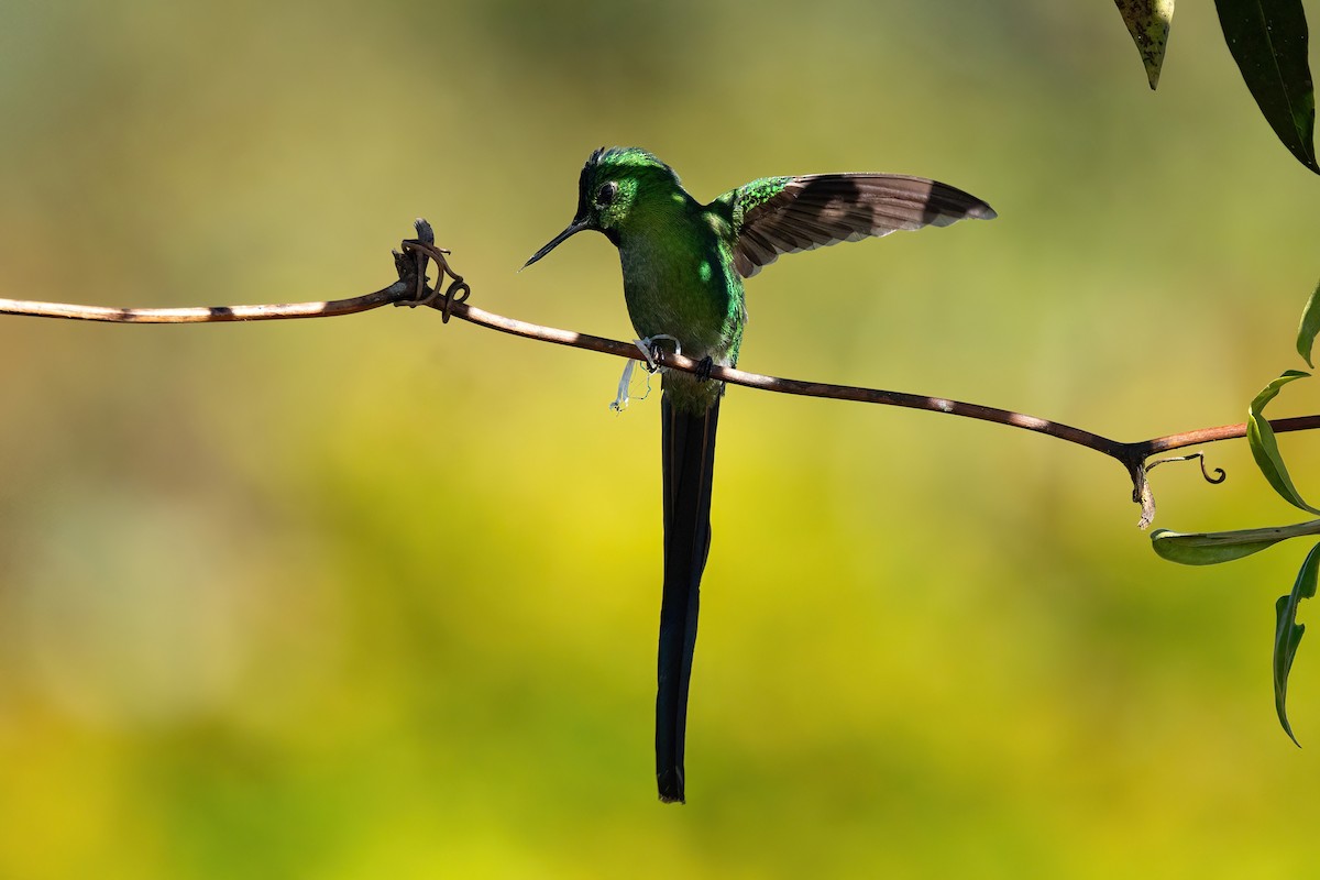 Long-tailed Sylph - ML620415087
