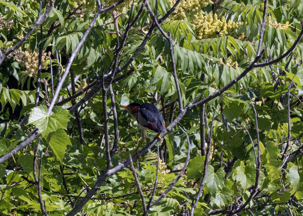 Least Bittern - ML620415091