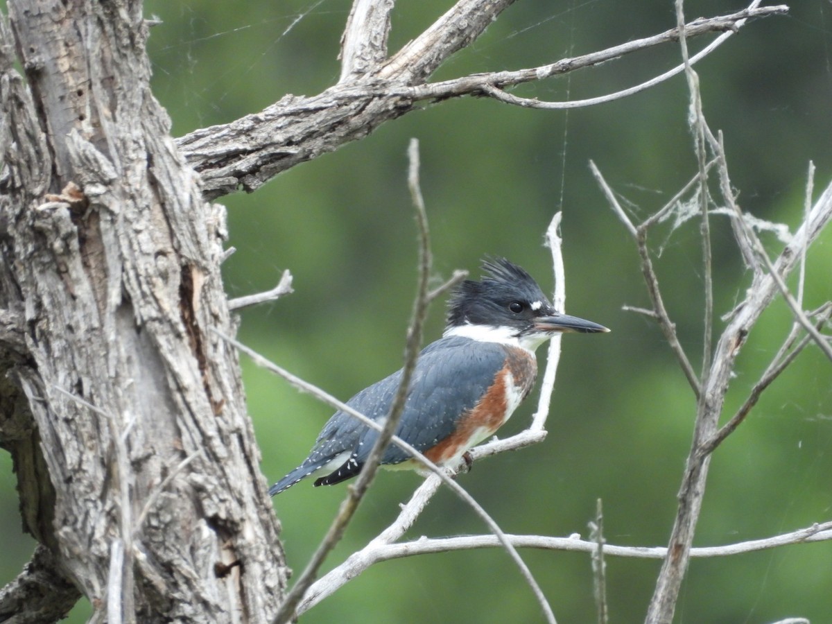 Belted Kingfisher - ML620415095