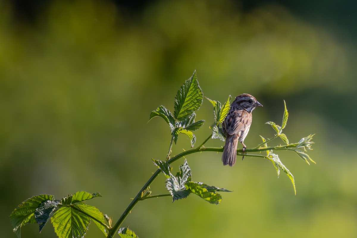 Song Sparrow - ML620415098