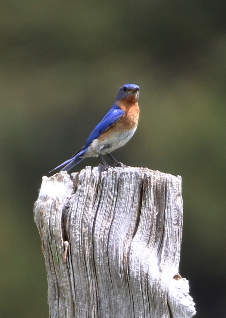 Eastern Bluebird - ML620415107