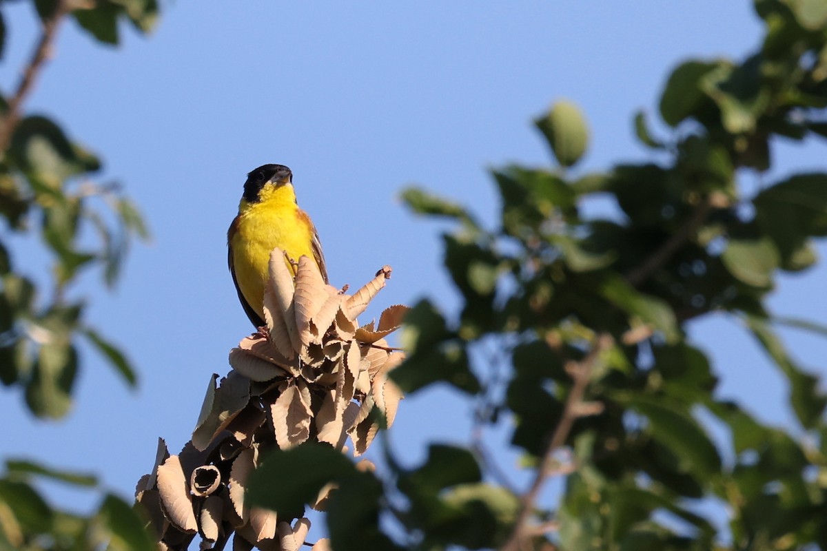 Black-headed Bunting - ML620415109