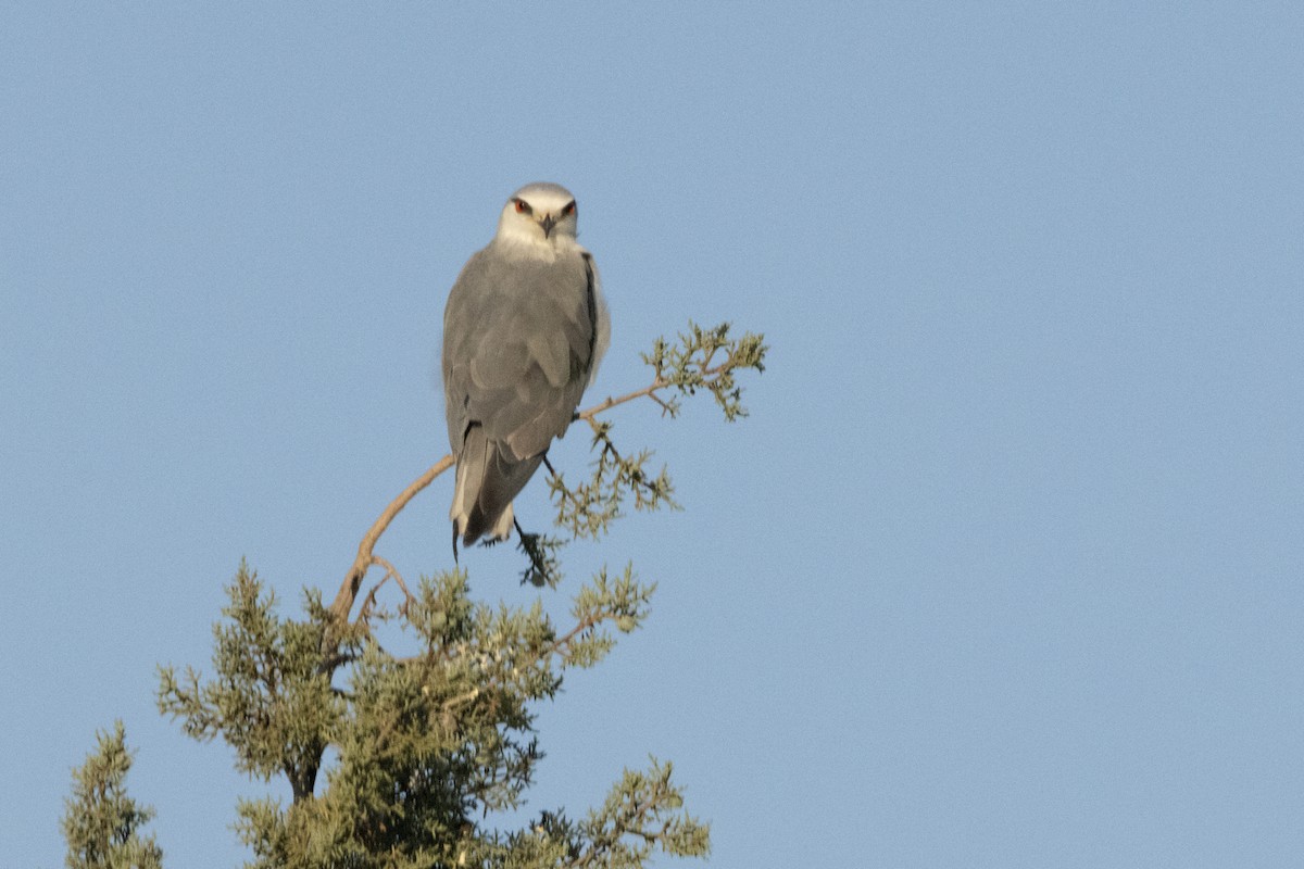 Black-winged Kite - ML620415117