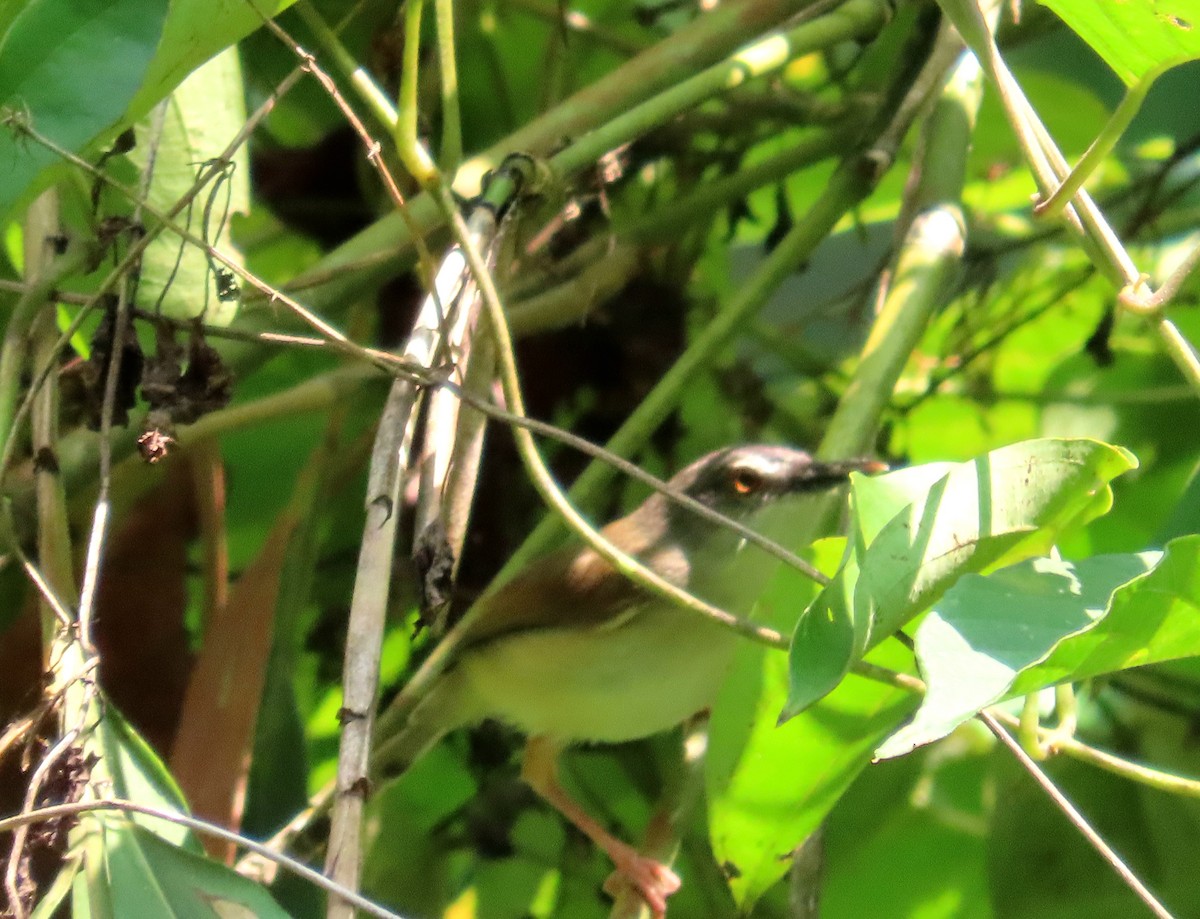 Rufescent Prinia - Yoke Kheng _