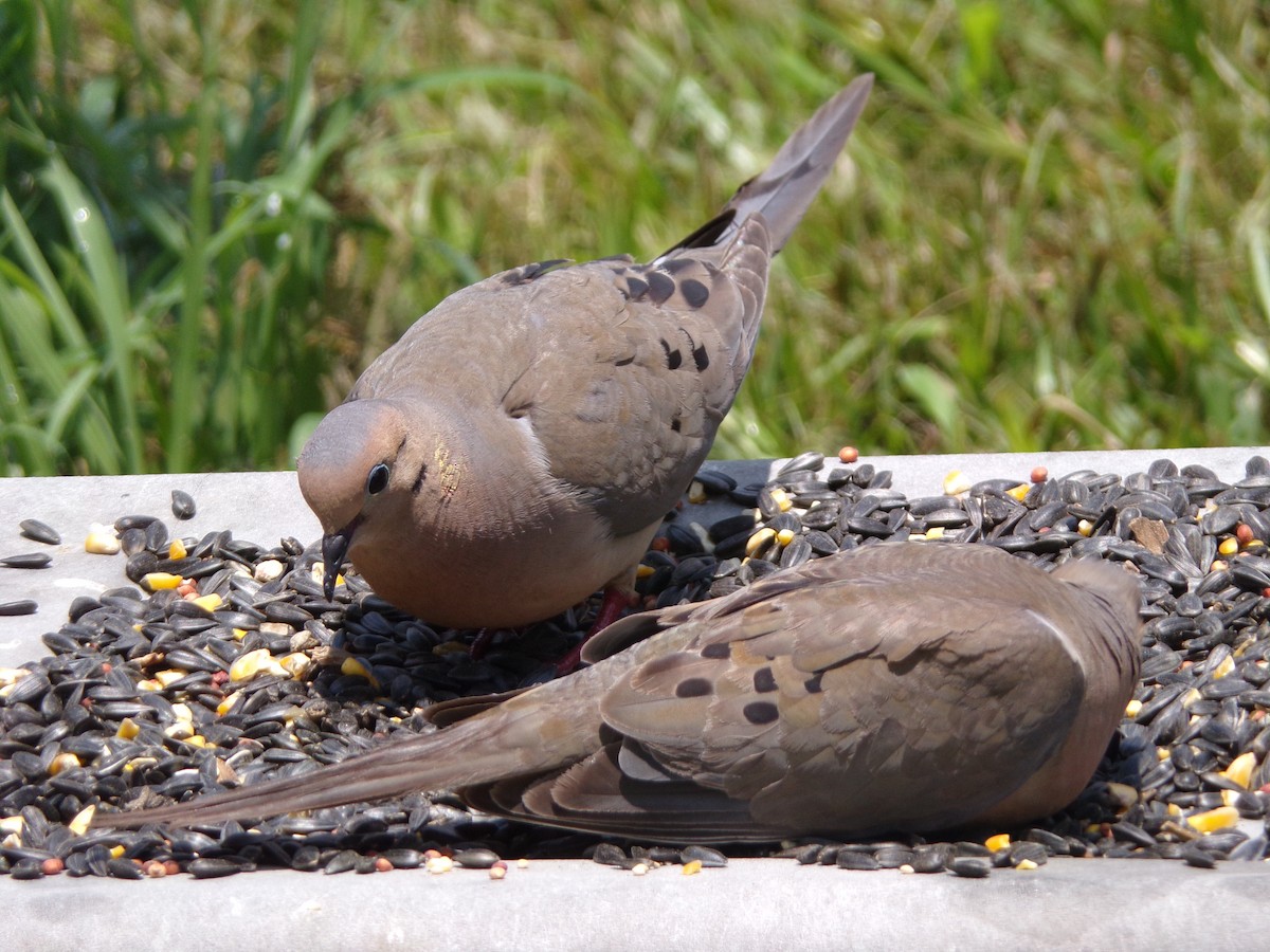 Mourning Dove - ML620415121