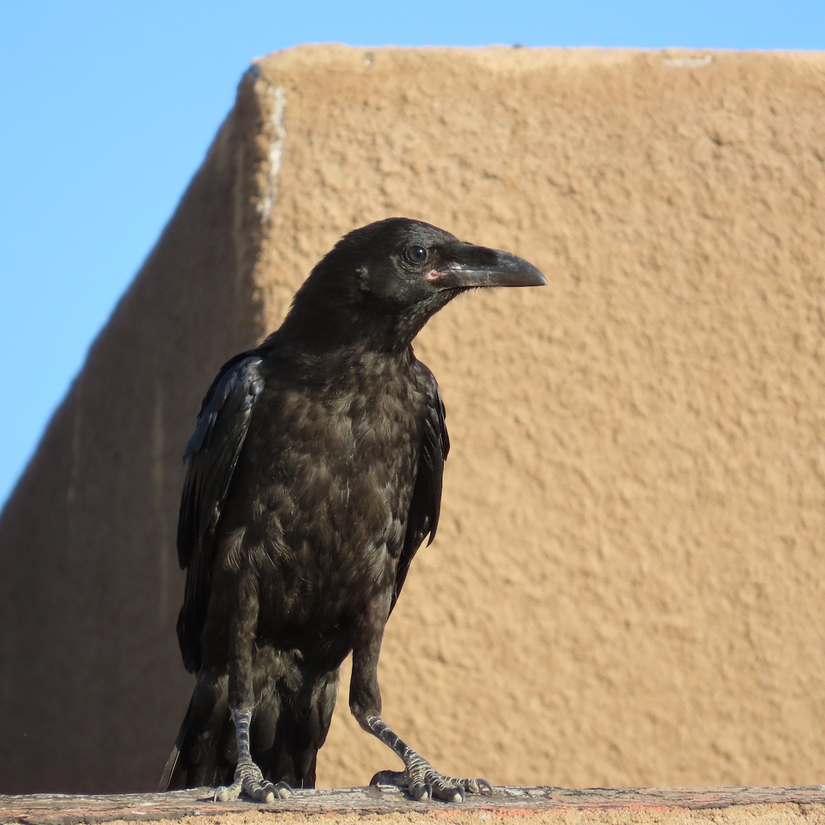 Common Raven - ML620415130