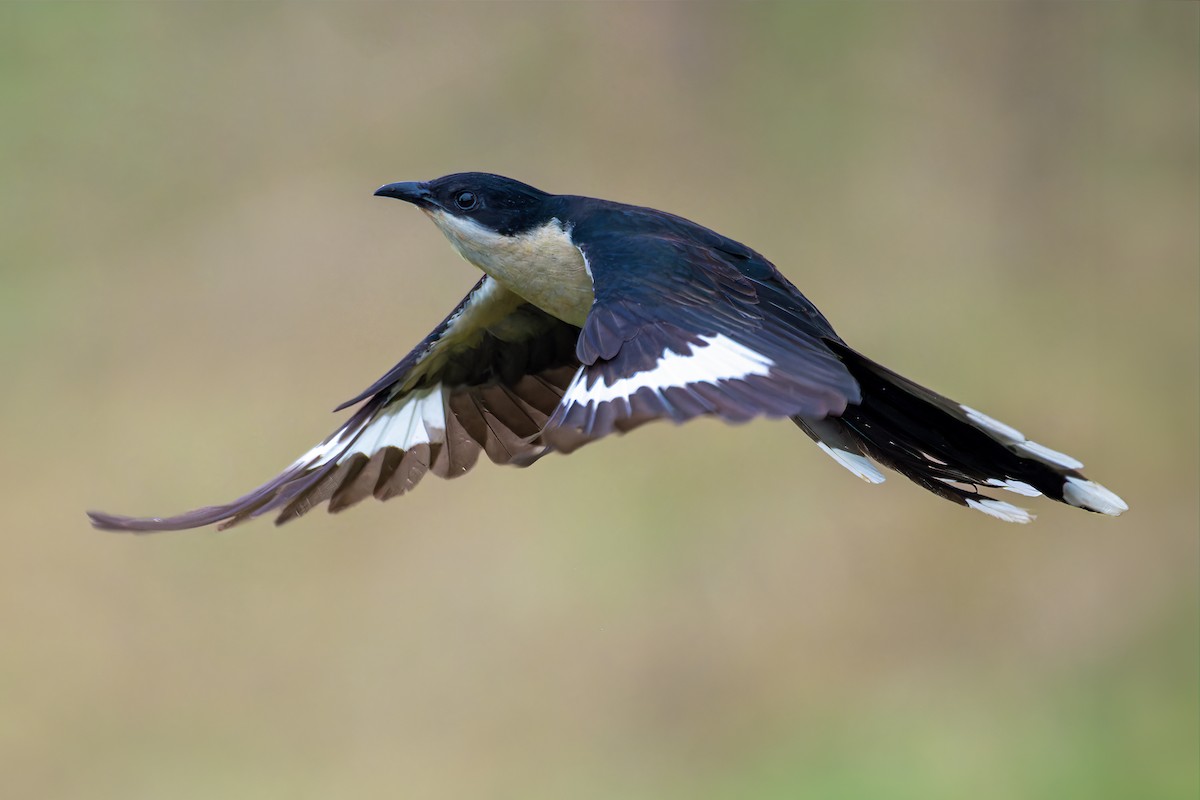 Pied Cuckoo - ML620415146